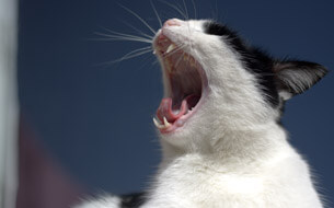 Zahnpflege für Katze
